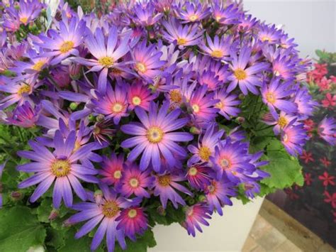 Senetti Magic Salmon: A Flower that Attracts Butterflies and Bees